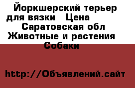 Йоркшерский терьер для вязки › Цена ­ 2 000 - Саратовская обл. Животные и растения » Собаки   